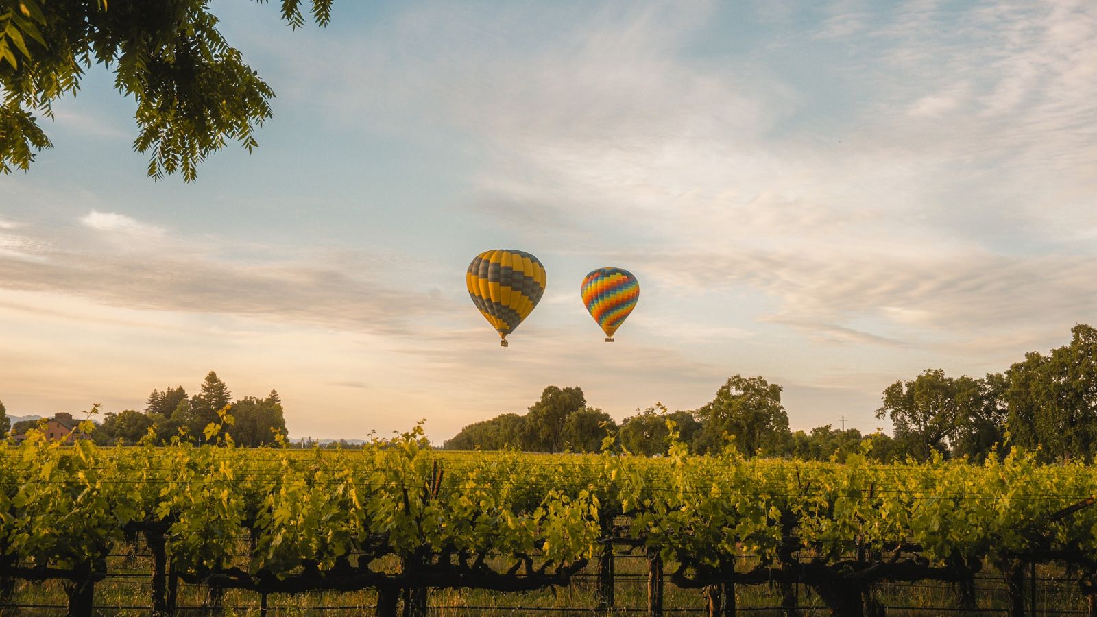 Hot air balloons over a wine country vineyard